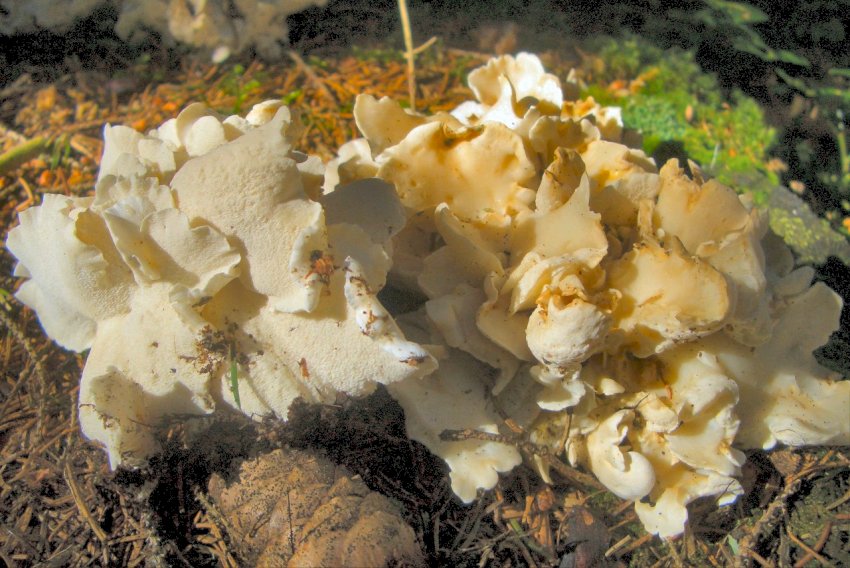 Conferma per Osteina obducta-Trentino